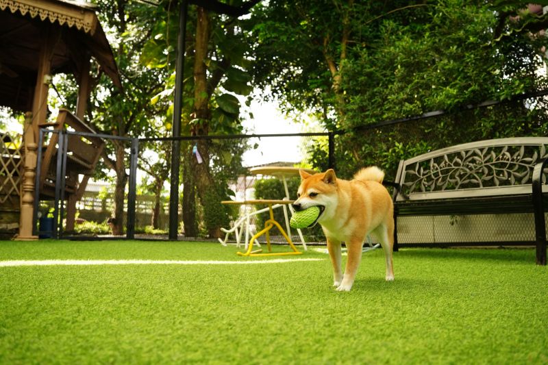Artificial Pet Turf Installation