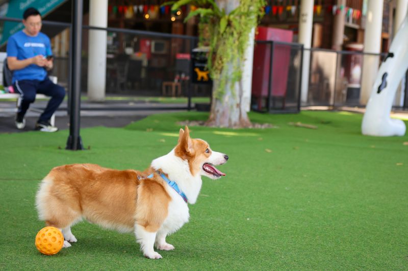 Pet Play Zone with Turf